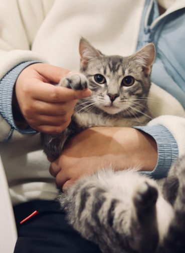 simptomi-bolesti-kod-pasa-i mačaka simptomi bolesti kod pasa i mačaka