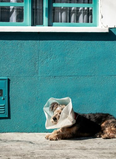 sterilizacija-i-kastracija-pasa-i-macaka sterilizacija pasa i macaka