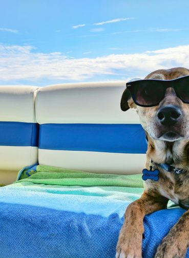 kako-pripremiti-ljubimca-za-putovanje kucni ljubimac na putovanju