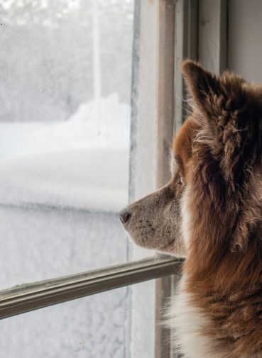 sezonske-opasnosti-za-kucne-ljubimce sezonske opasnosti za kucne ljubimce