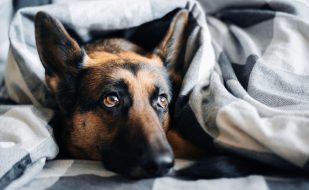 anksioznost-kod-pasa-i-macaka stres i anksioznost kod pasa i macaka