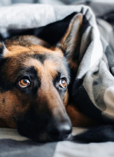 stres i anksioznost kod pasa i macaka