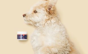 bol-kod-kucnih-ljubimaca kako prepoznati bol kod kucnih ljubimaca