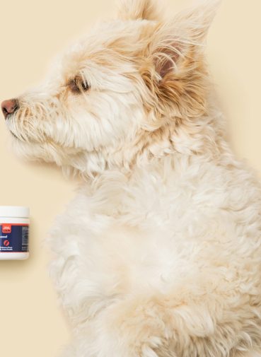 kako prepoznati bol kod kucnih ljubimaca