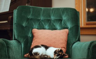 starost-kucnih-ljubimaca nega starijih kucnih ljubimaca