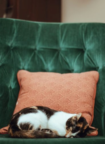 nega starijih kucnih ljubimaca