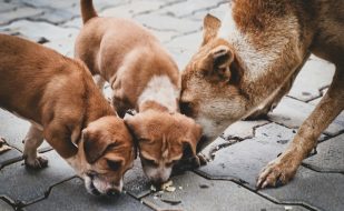 zastita-ljubimaca-od-parazita paraziti kod kućnih ljubimaca