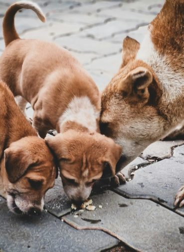 paraziti kod kućnih ljubimaca